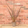 Hedges Direct Phormium 'Rainbow Queen' 3L Garden Shrub