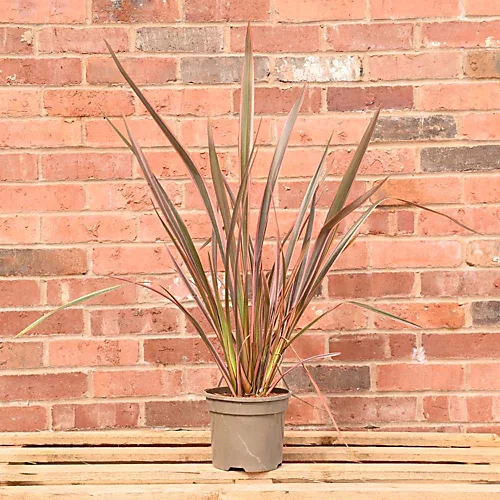 Hedges Direct Phormium 'Rainbow Queen' 3L Garden Shrub 1 Hedges Direct Phormium 'Rainbow Queen' 3L Garden Shrub