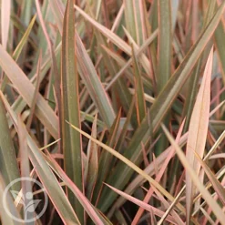 Hedges Direct Phormium 'Rainbow Queen' 3L Garden Shrub 4 Hedges Direct Phormium 'Rainbow Queen' 3L Garden Shrub -Cheap Grow And Trim Store hedges direct phormium rainbow queen 3l garden shrub5056684002590 02c MP