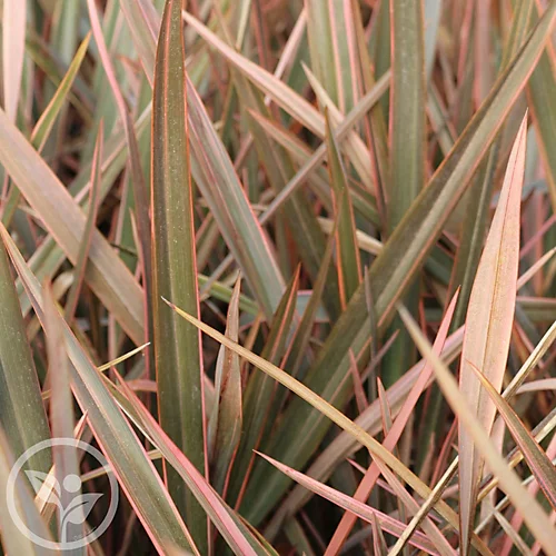 Hedges Direct Phormium 'Rainbow Queen' 3L Garden Shrub 2 Hedges Direct Phormium 'Rainbow Queen' 3L Garden Shrub - Image 2