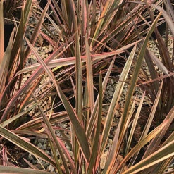 Hedges Direct Phormium 'Rainbow Queen' 3L Garden Shrub 5 Hedges Direct Phormium 'Rainbow Queen' 3L Garden Shrub -Cheap Grow And Trim Store hedges direct phormium rainbow queen 3l garden shrub5056684002590 03c MP