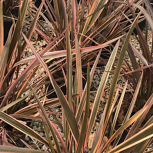 Hedges Direct Phormium 'Rainbow Queen' 3L Garden Shrub 3 Hedges Direct Phormium 'Rainbow Queen' 3L Garden Shrub - Image 3