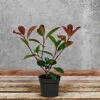 Hedges Direct Photinia 'Red Robin' 20cm Starter Plants Pack Of 18