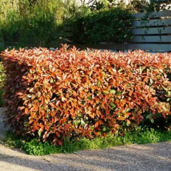 Hedges Direct Photinia 'Red Robin' 20cm Starter Plants Pack Of 9 -Cheap Grow And Trim Store hedges direct photinia red robin 20cm starter plants pack of 95056684003788 02c MP