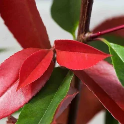 Hedges Direct Photinia 'Red Robin' 20cm Starter Plants Pack Of 9 -Cheap Grow And Trim Store hedges direct photinia red robin 20cm starter plants pack of 95056684003788 03c MP