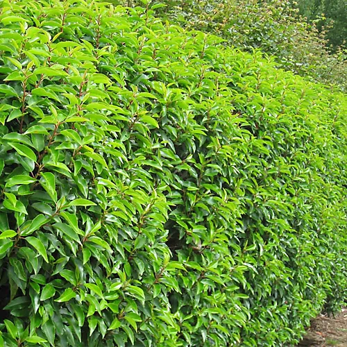 Hedges Direct Portuguese Laurel 20cm Starter Plants Pack Of 12 2 Hedges Direct Portuguese Laurel 20cm Starter Plants Pack Of 12 - Image 2