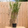 Hedges Direct Privet 1.5m Height Native Hedge Plant