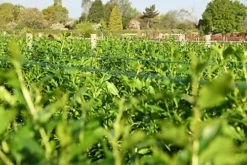 Hedges Direct Privet 1.5m Height Native Hedge Plant -Cheap Grow And Trim Store hedges direct privet 1 5m height native hedge plant5056684001814 03c MP