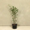 Hedges Direct Privet 40cm Height Native Hedge Plant
