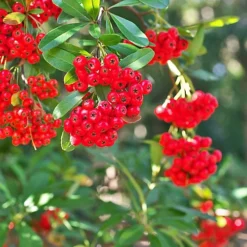 Hedges Direct Pyracantha Red 70cm Height Evergreen Hedge Plant -Cheap Grow And Trim Store hedges direct pyracantha red 70cm height evergreen hedge plant5056684001852 02c MP
