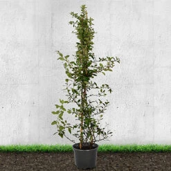 Hedges Direct Pyracantha Red 70cm Height Evergreen Hedge Plant -Cheap Grow And Trim Store hedges direct pyracantha red 70cm height evergreen hedge plant5056684001852 03c MP