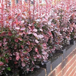 Hedges Direct Red Berberis 40cm Height Evergreen Hedge Plant