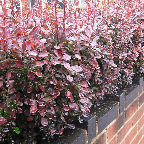 Hedges Direct Red Berberis 40cm Height Evergreen Hedge Plant 1 Hedges Direct Red Berberis 40cm Height Evergreen Hedge Plant