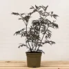 Hedges Direct Sambucus 'Black Lace' Garden Shrub