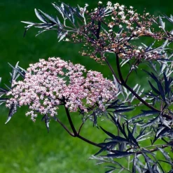 Hedges Direct Sambucus 'Black Lace' Garden Shrub -Cheap Grow And Trim Store hedges direct sambucus black lace garden shrub5056684004686 02c MP
