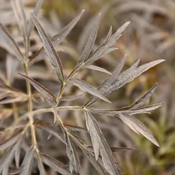 Hedges Direct Sambucus 'Black Lace' Garden Shrub -Cheap Grow And Trim Store hedges direct sambucus black lace garden shrub5056684004686 03c MP
