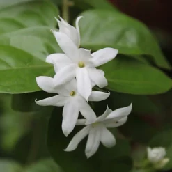 Hedges Direct Star Jasmine 1m Garden Shrub -Cheap Grow And Trim Store hedges direct star jasmine 1m garden shrub5056684002804 02c MP