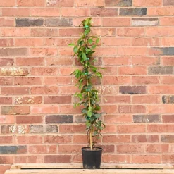 Hedges Direct Star Jasmine 1m Garden Shrub -Cheap Grow And Trim Store hedges direct star jasmine 1m garden shrub5056684002804 03c MP