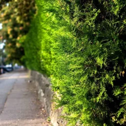 Hedges Direct Western Red Cedar 40cm Starter Plants Pack Of 18 -Cheap Grow And Trim Store hedges direct western red cedar 40cm starter plants pack of 185056684003740 02c MP