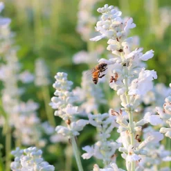 Hedges Direct White Lavender 10cm Garden Shrub Pack Of 6 4 Hedges Direct White Lavender 10cm Garden Shrub Pack Of 6 -Cheap Grow And Trim Store hedges direct white lavender 10cm garden shrub pack of 65056684003948 02c MP