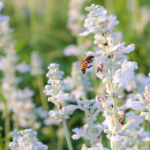 Hedges Direct White Lavender 10cm Garden Shrub Pack Of 6 2 Hedges Direct White Lavender 10cm Garden Shrub Pack Of 6 - Image 2