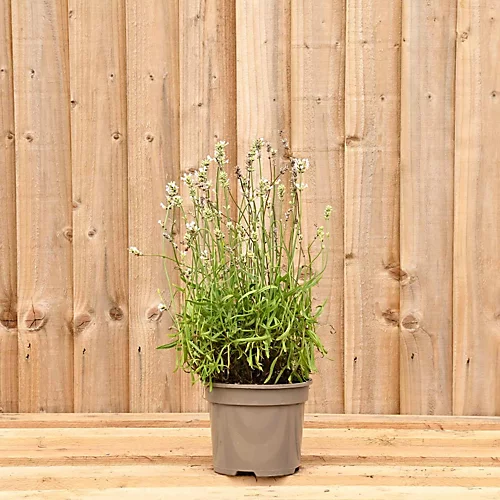Hedges Direct White Lavender 10cm Garden Shrub Pack Of 6 3 Hedges Direct White Lavender 10cm Garden Shrub Pack Of 6 - Image 3