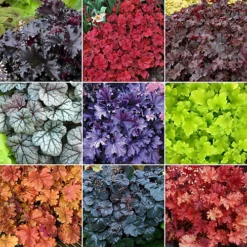 Heuchera Plant Mix - Beautiful Collection Of Outdoor Plants, Ideal For UK Gardens, 9cm Pots (3 Pack)