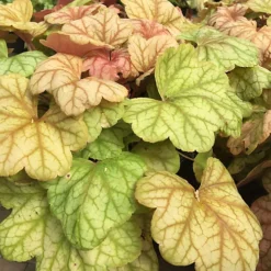 Heuchera Plant Mix - Beautiful Collection Of Outdoor Plants, Ideal For UK Gardens, 9cm Pots (3 Pack) -Cheap Grow And Trim Store heuchera plant mix beautiful collection of outdoor plants ideal for uk gardens 9cm pots 3 pack 5051641454009 06c MP