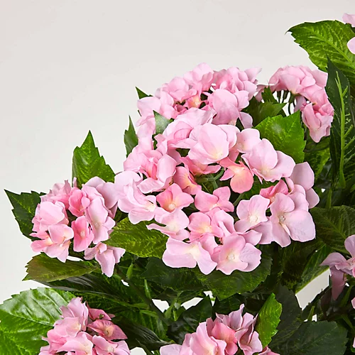 Homescapes Pink Hydrangea Artificial Plant With Pot, 85 Cm 4 Homescapes Pink Hydrangea Artificial Plant With Pot, 85 Cm - Image 4