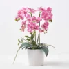 Homescapes Pink Orchid 54 Cm Phalaenopsis In Ceramic Pot Extra Large, 5 Stems