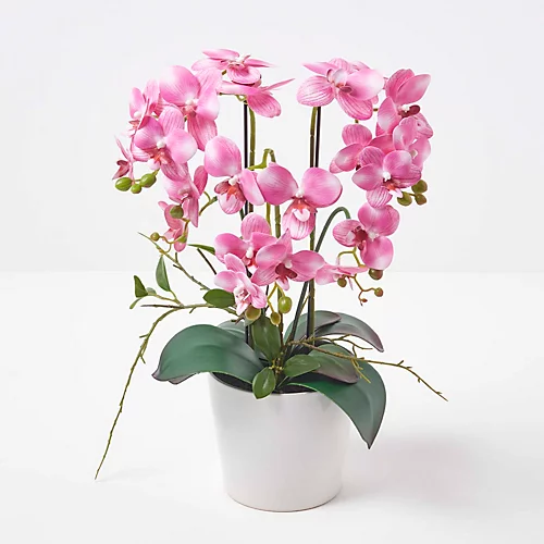 Homescapes Pink Orchid 54 Cm Phalaenopsis In Ceramic Pot Extra Large, 5 Stems 2 Homescapes Pink Orchid 54 Cm Phalaenopsis In Ceramic Pot Extra Large, 5 Stems - Image 2