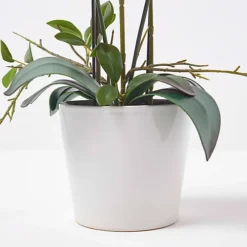 Homescapes Pink Orchid 54 Cm Phalaenopsis In Ceramic Pot Extra Large, 5 Stems 7 Homescapes Pink Orchid 54 Cm Phalaenopsis In Ceramic Pot Extra Large, 5 Stems -Cheap Grow And Trim Store homescapes pink orchid 54 cm phalaenopsis in ceramic pot extra large 5 stems5056280712442 04c MP