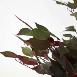 Homescapes Red And Green Artificial Capensia Tree With Real Wood Trunk, 4 Ft -Cheap Grow And Trim Store homescapes red and green artificial capensia tree with real wood trunk 4 ft5060422530696 04c MP