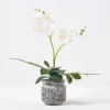 Homescapes White And Yellow Orchid 42 Cm Phalaenopsis In Cement Pot