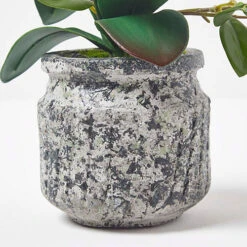 Homescapes White And Yellow Orchid 42 Cm Phalaenopsis In Cement Pot -Cheap Grow And Trim Store homescapes white and yellow orchid 42 cm phalaenopsis in cement pot5056280712589 04c MP