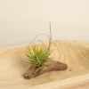 House Plant - Air Plant - Green - Default Title Pot Size - Tillandsia Ionantha - Indoor Plant