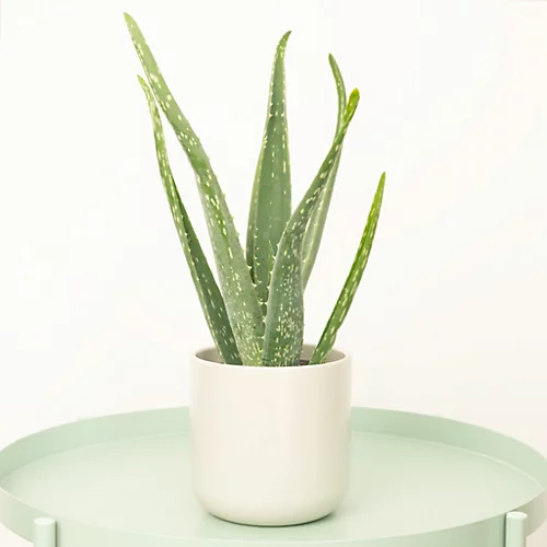 House Plant - Aloe Vera - 12 Cm Pot Size - 20-30 Cm Tall - Aloe Vera Barbadensis - Indoor Plant 1 House Plant - Aloe Vera - 12 Cm Pot Size - 20-30 Cm Tall - Aloe Vera Barbadensis - Indoor Plant