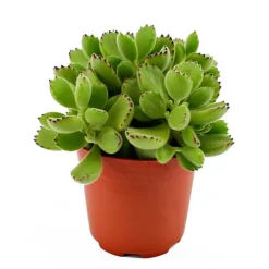House Plant - Bear Paws - 5 Cm Pot Size - Below 10 Cm Tall - Cotyledon Ladysmithiensis - Indoor Plant