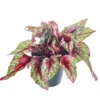 House Plant - Begonia - Maui Sunset - 12 Cm Pot Size - Begoniaceae - Indoor Plant