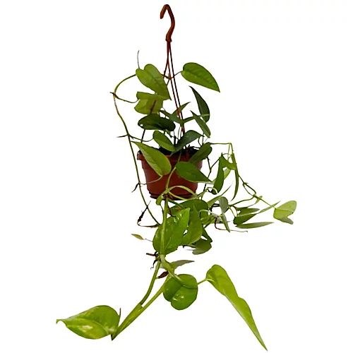 House Plant - Blue Pothos - Cebu Blue - 15 Cm (XLong -Includes Hanger) Pot Size - Epipremnum Pinnatum - Indoor Plant 1 House Plant - Blue Pothos - Cebu Blue - 15 Cm (XLong -Includes Hanger) Pot Size - Epipremnum Pinnatum - Indoor Plant