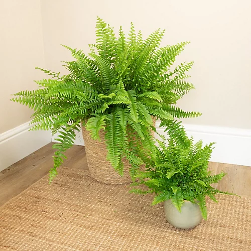 House Plant - Boston Fern - Green Moment - 12 Cm Pot Size - 20-30 Cm Tall - Nephrolepis Exaltata - Indoor Plant 1 House Plant - Boston Fern - Green Moment - 12 Cm Pot Size - 20-30 Cm Tall - Nephrolepis Exaltata - Indoor Plant