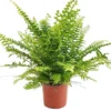 House Plant - Boston Fern - Green Moment - 17 Cm Pot Size - 30-40 Cm Tall - Nephrolepis Exaltata - Indoor Plant