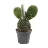 House Plant - Bunny Ears Cactus - 5 Cm Pot Size - 10-20 Cm Tall - Opuntia Microdaisy Albata - Indoor Plant