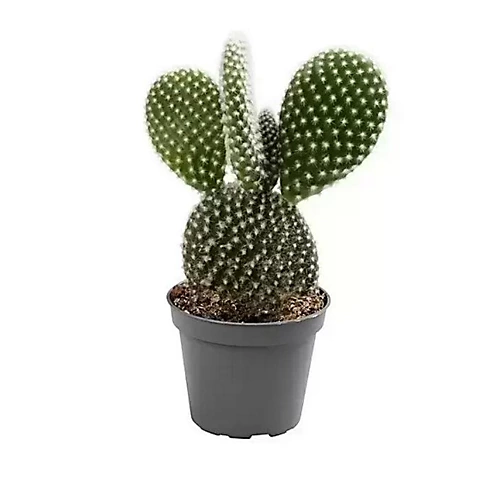 House Plant - Bunny Ears Cactus - 5 Cm Pot Size - 10-20 Cm Tall - Opuntia Microdaisy Albata - Indoor Plant 1 House Plant - Bunny Ears Cactus - 5 Cm Pot Size - 10-20 Cm Tall - Opuntia Microdaisy Albata - Indoor Plant