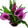 House Plant - Calla Lily - Purple Paco - 12 Cm Pot Size - Zantedeschia - Indoor Plant