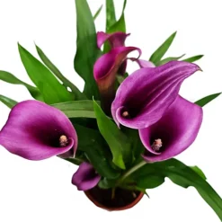 House Plant - Calla Lily - Purple Paco - 12 Cm Pot Size - Zantedeschia - Indoor Plant -Cheap Grow And Trim Store house plant calla lily purple paco 12 cm pot size zantedeschia indoor plant5061018812738 02c MP
