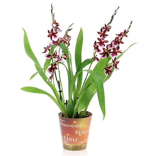 House Plant - Cambria Orchid - Barrocco Red - 12 Cm Pot Size - 40-50 Cm Tall - Cambria - Indoor Plant 1 House Plant - Cambria Orchid - Barrocco Red - 12 Cm Pot Size - 40-50 Cm Tall - Cambria - Indoor Plant