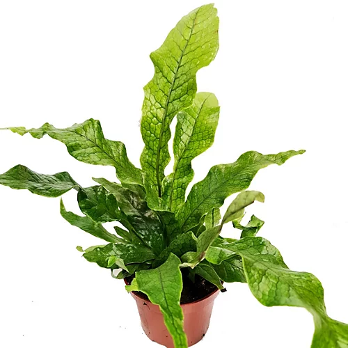 House Plant - Crocodile Fern - Rare Plant - 12 Cm Pot Size - 30-40 Cm Tall - Microsorum Musifolium Crocodyllus - Indoor Plant 1 House Plant - Crocodile Fern - Rare Plant - 12 Cm Pot Size - 30-40 Cm Tall - Microsorum Musifolium Crocodyllus - Indoor Plant