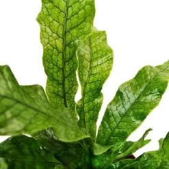 House Plant - Crocodile Fern - Rare Plant - 12 Cm Pot Size - 30-40 Cm Tall - Microsorum Musifolium Crocodyllus - Indoor Plant 5 House Plant - Crocodile Fern - Rare Plant - 12 Cm Pot Size - 30-40 Cm Tall - Microsorum Musifolium Crocodyllus - Indoor Plant -Cheap Grow And Trim Store house plant crocodile fern rare plant 12 cm pot size 30 40 cm tall microsorum musifolium crocodyllus indoor plant5061018813094 03c MP