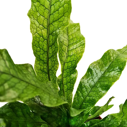 House Plant - Crocodile Fern - Rare Plant - 12 Cm Pot Size - 30-40 Cm Tall - Microsorum Musifolium Crocodyllus - Indoor Plant 3 House Plant - Crocodile Fern - Rare Plant - 12 Cm Pot Size - 30-40 Cm Tall - Microsorum Musifolium Crocodyllus - Indoor Plant - Image 3